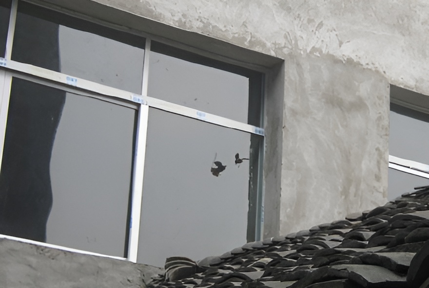 Pájaro contra cristal